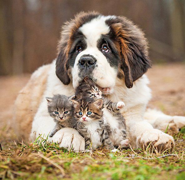 Emotion Carre Et Pano